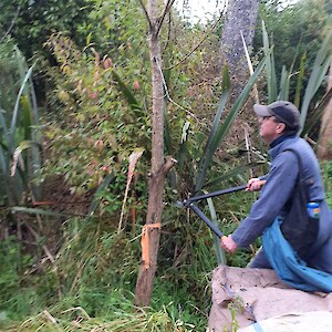 Willow drilled and filled with glyphosate. Spindleberry behind also dealt to this way.