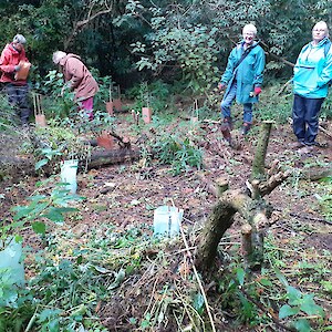 The FoTB team replacing weeds with native seedlings. Further weed control will be necessary, but in time the natives will dominate.