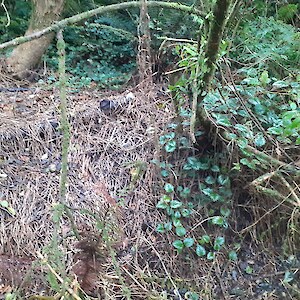 Aluminium weed sprayed with glyphosate with cooking oil added. Not effective kill with just glyphosate.