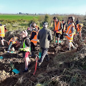 2026 May. Plants were protected by a plastic surround, held in place by bamboo stakes.