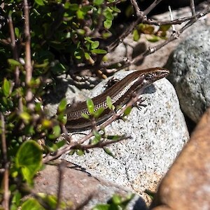 The locally endemic skink, safer for the predator control mahi of the Big Bay Trust.