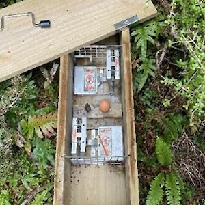 2026_Over 240 DOC200 traps are set for mustelid control.