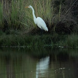 Kotuku are regularly seen around the lagoon, with the wetlands being home to bittern and fernbirds as well.