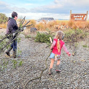 2026 Kowhai Reach. Maintenance on original plantings where self seeded pittosporum had overtopped other special plants.