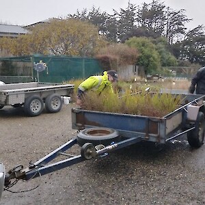 2026 October. Loading plants out from the Southland Community Nursery for placement 2 days before planting day.