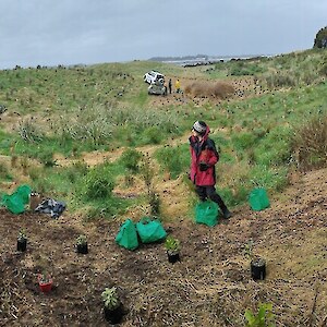 2026 October. Placing plants, protectors and stakes on site to streamline plantings.