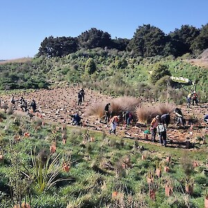 2026 October. Public planting day with 35 along to help. Good organisation helps to make the job go smoothly and makes it enjoyable for all.